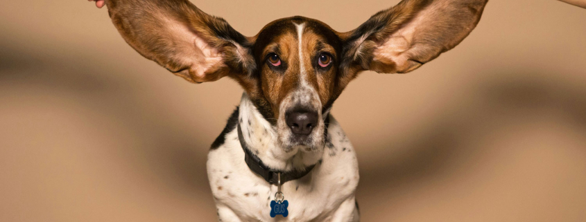 Tinitus, Hundeohren,