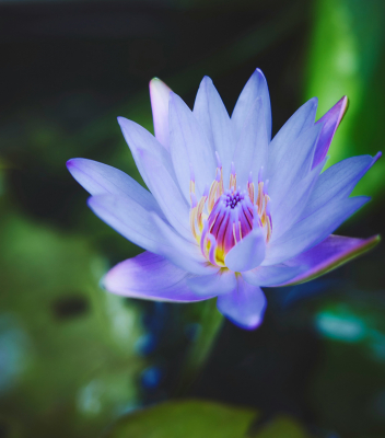 Blaue Lotusblüte, Indischer Lotus, Ayurveda, Psychologie,