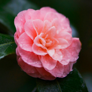 Kamelie, Rosa Kamelienblüte, Tautropfen, Rosa Blume, Frühling, Ausblühen, Kamelienblume, Blume, Pflanze, Blumen