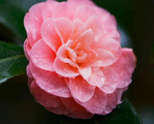 Kamelie, Rosa Kamelienblüte, Tautropfen, Rosa Blume, Frühling, Ausblühen, Kamelienblume, Blume, Pflanze, Blumen