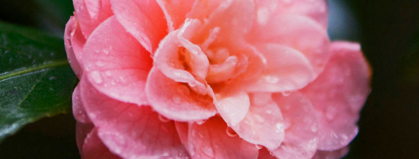 Kamelie, Rosa Kamelienblüte, Tautropfen, Rosa Blume, Frühling, Ausblühen, Kamelienblume, Blume, Pflanze, Blumen