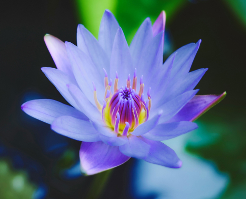 Blauer Lotus. Lotusblüte Lotusblüte, Blauer Lotus, Blume, Pflanze, Garten, Wachstum, Blatt, Blumen, Lilie, Zen, Friedlich, Draußen, Natürliche Schönheit, Botanisch, Teich, Seerose, Ökosystem, Flora, Organisch, Gelassenheit, Blütenblatt, Ruhe,