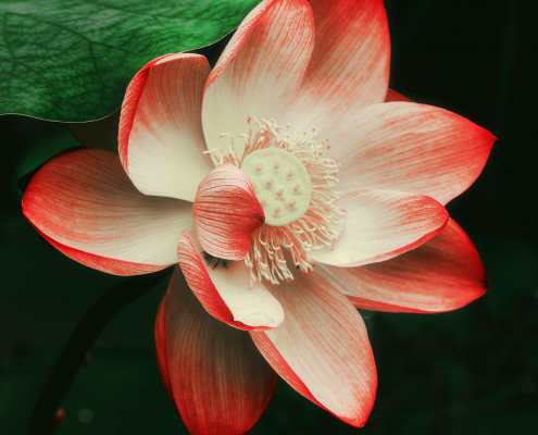 Roter Lotus. Lotusblüte Lotusblüte, roter Lotus, Blume, Pflanze, Garten, Wachstum, Blatt, Blumen, Lilie, Zen, Friedlich, Draußen, Natürliche Schönheit, Botanisch, Teich, Seerose, Ökosystem, Flora, Organisch, Gelassenheit, Blütenblatt, Ruhe,