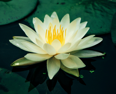 Weisser Lotus. Lotusblüte Lotusblüte, Weisser Lotus, Blume, Pflanze, Garten, Wachstum, Blatt, Blumen, Lilie, Zen, Friedlich, Draußen, Natürliche Schönheit, Botanisch, Teich, Seerose, Ökosystem, Flora, Organisch, Gelassenheit, Blütenblatt, Ruhe,