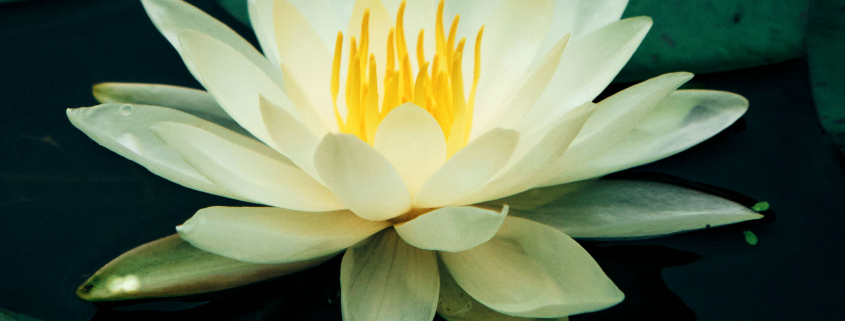 Lotusblüte, Weisser Lotus, Blume, Pflanze, Garten, Wachstum, Blatt, Blumen, Lilie, Zen, Friedlich, Draußen, Natürliche Schönheit, Botanisch, Teich, Seerose, Ökosystem, Flora, Organisch, Gelassenheit, Blütenblatt, Ruhe,