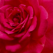 Rote Rosenblüte, Nahaufnahme, Macroaufnahme, Blume, Botanik, Pflanzenschönheit
