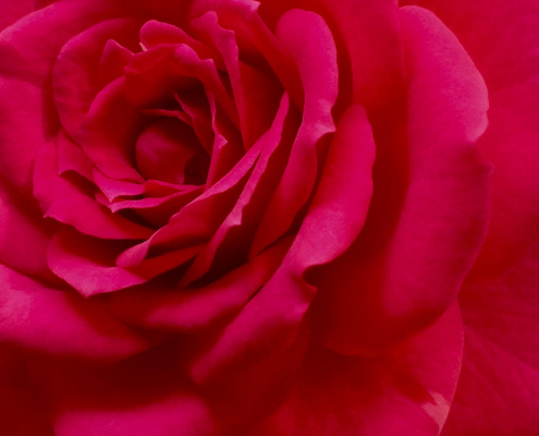 Rote Rosenblüte, Nahaufnahme, Macroaufnahme, Blume, Botanik, Pflanzenschönheit